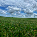 Green grass field with a blue sky and white clouds