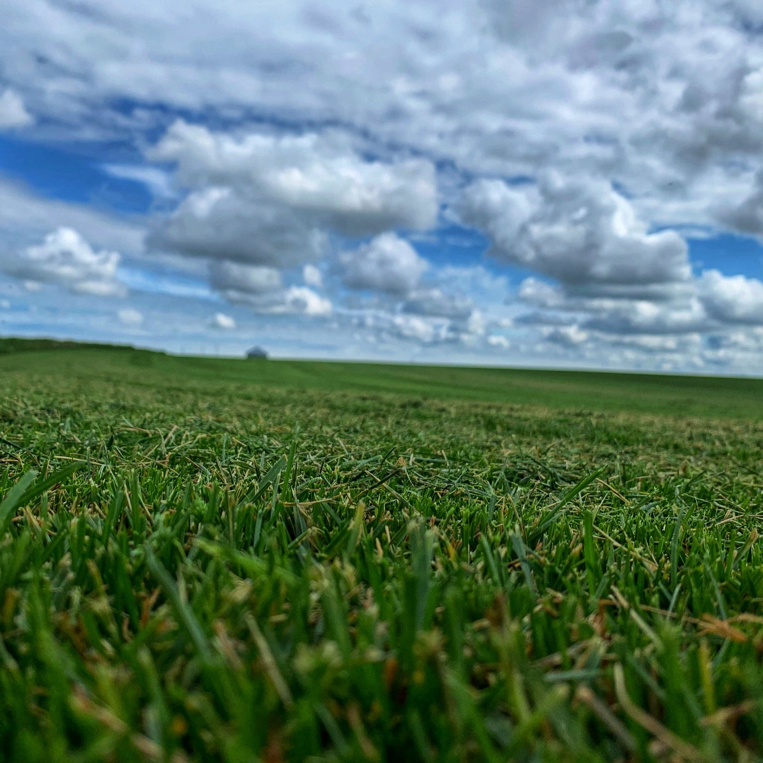 Green grass field with a blue sky and white clouds