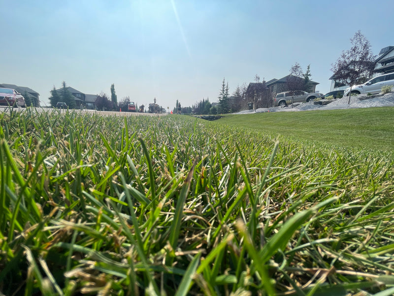 a closeup of freshly installed kentucky bluegrass sod. it is very thick