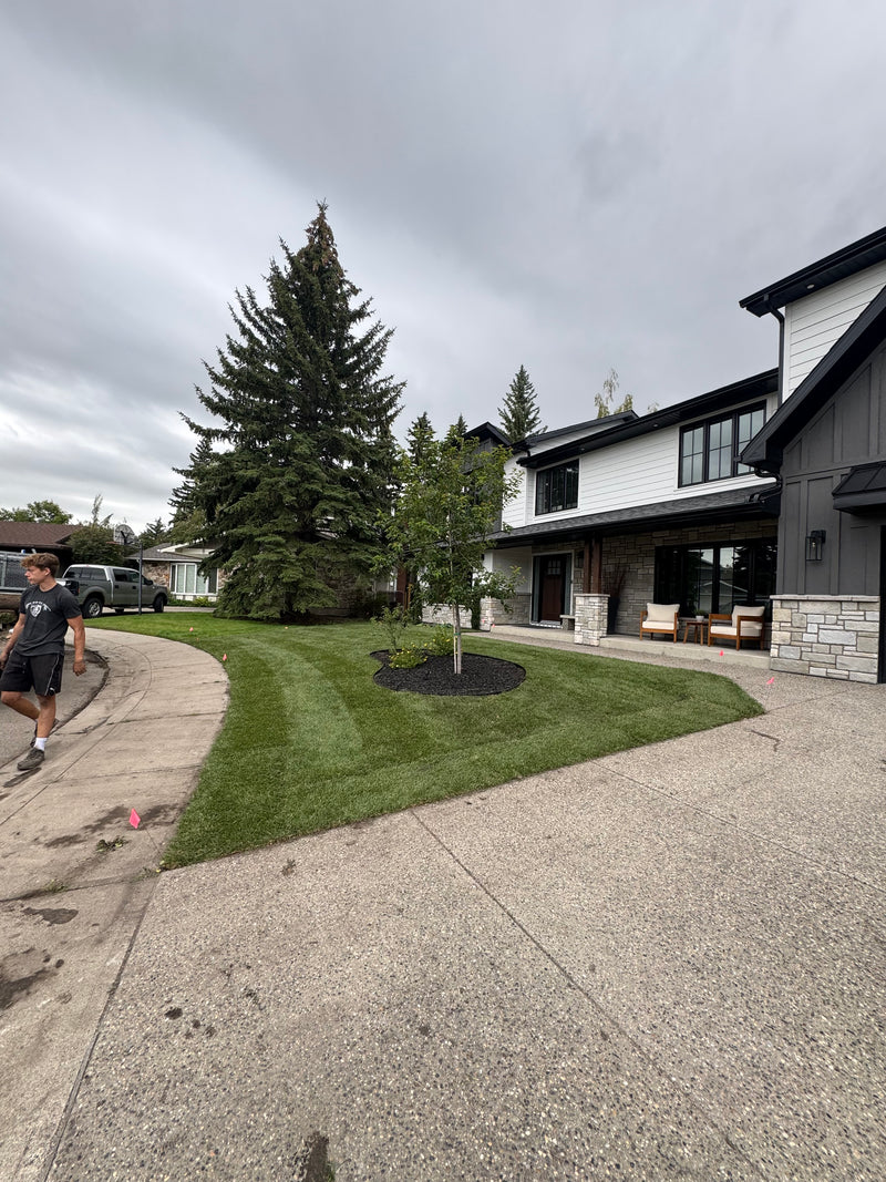 freshly installed kentucky bluegrass sod in a front yard